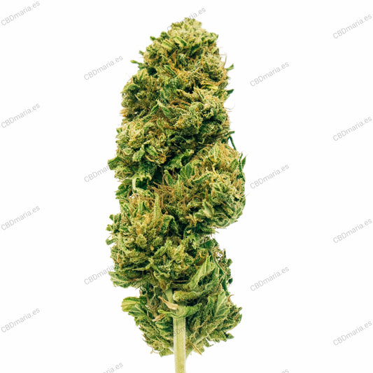 Bubba Kush Flores CBD      OFERTA si compras 20gr sale a 3,5 €